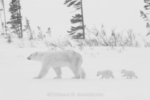 The March to the Sea Ice: A Polar Bear Mother’s First Lesson