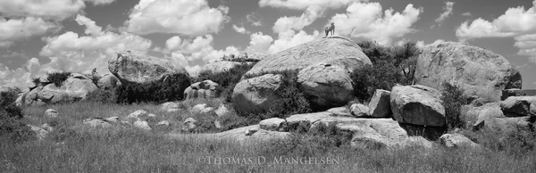 Living with the Quiet Watch of the Serengeti