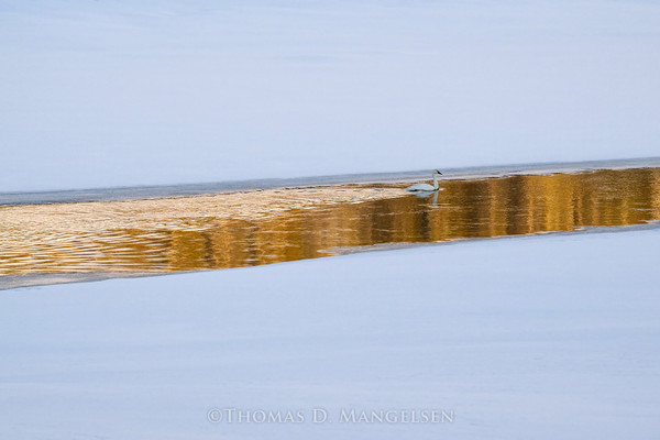 Yellowstone Gold: A Timeless Wildlife Portrait for Inspired Spaces