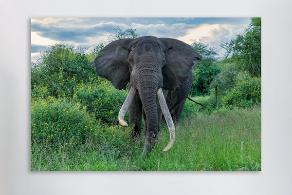 Saving the Giants: One Ton and the Legacy of Strength