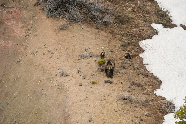 Dreams of a Grizzly: What 399 Teaches Us about Coexisting with Wildness