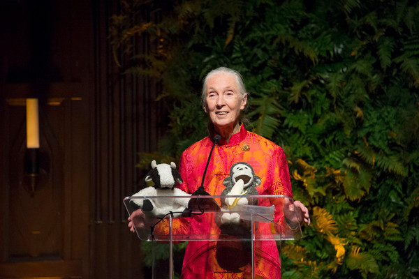 On Her Birthday, Six Lessons I Learned from Jane Goodall