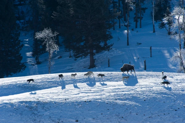 A Call to Protect Mollie’s Pack: Yellowstone’s Oldest Wolf Pack