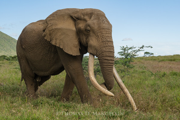 Remembering One Ton, One of Africa’s Last Great Elephant Supertuskers