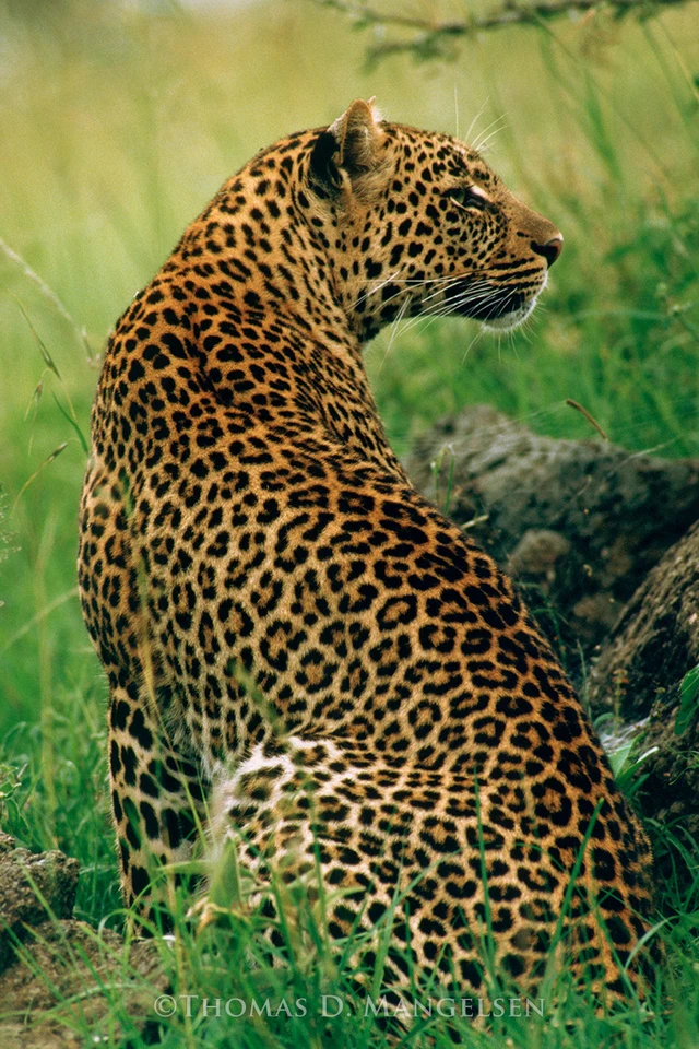 Shades of Sapphire - Leopard by Thomas D. Mangelsen