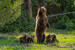 The Guardian - Grizzly 399