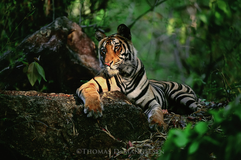 Bandhavgarh National Park, Madhya Pradesh, India