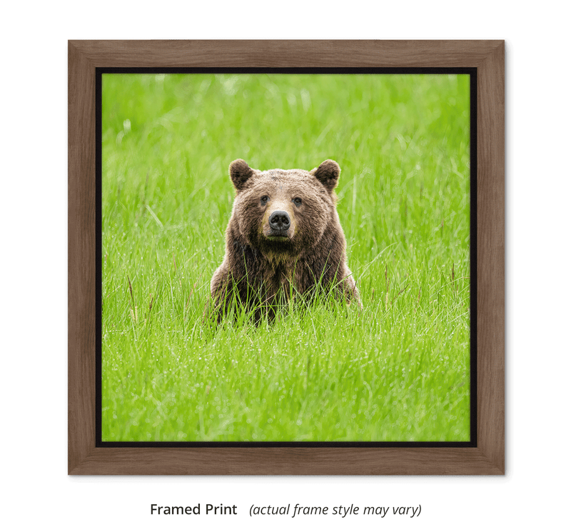 “One Special Bear - Grizzly 399” is my very first square-format image—a tribute to a legendary bear and a soul-stirring moment we shared one summer morning in the Tetons. Through the long lens, I met her gaze as she sat bathed in the warm glow of early morning light, her expression soft and searching.