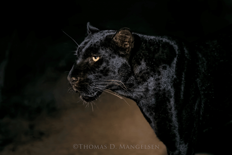 Out of Darkness: The Black Leopard of Kenya - MANGELSEN—Images of