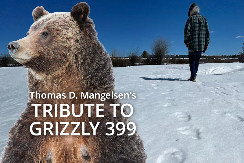 Mangelsen's tribute to Grizzly 399, Queen of the Tetons
