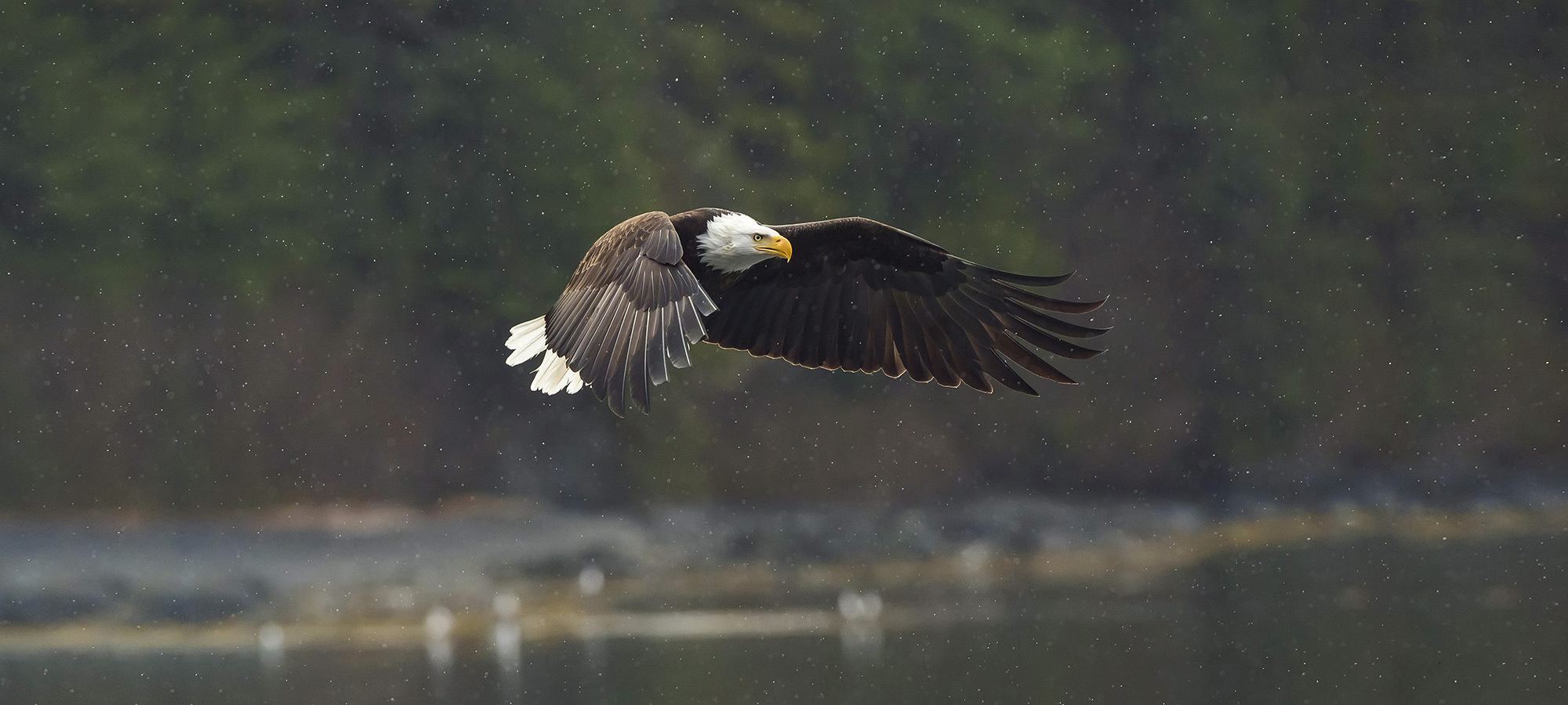 Mangelsen’s print of a bald eagle soaring above the coastal waters