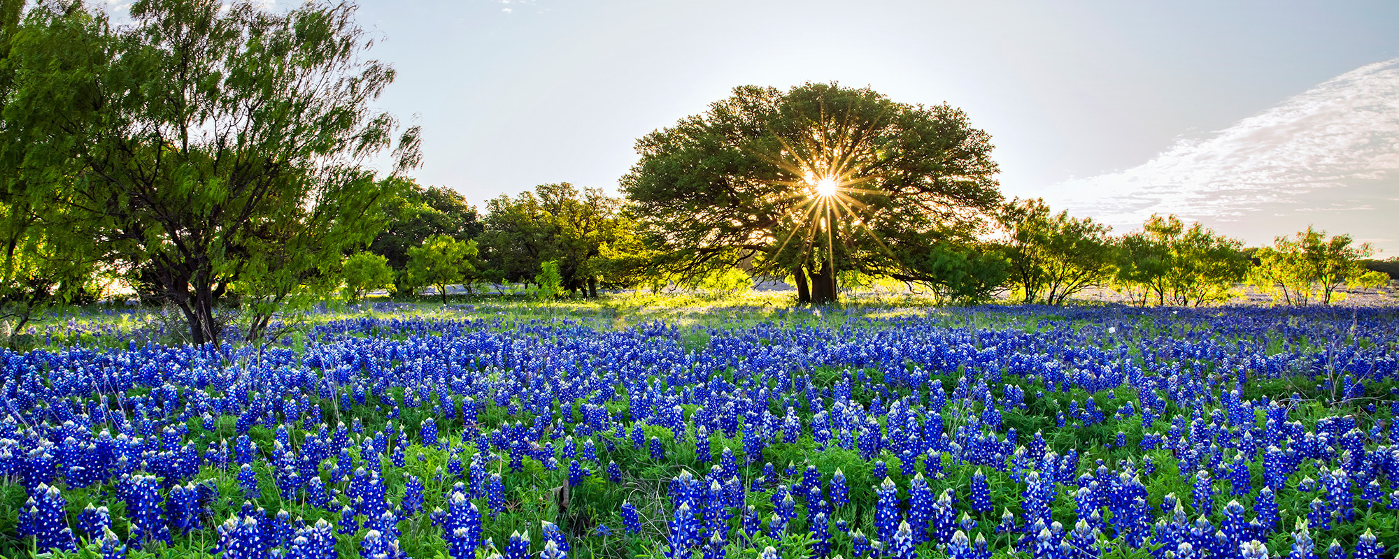 wildflowers fine art photography