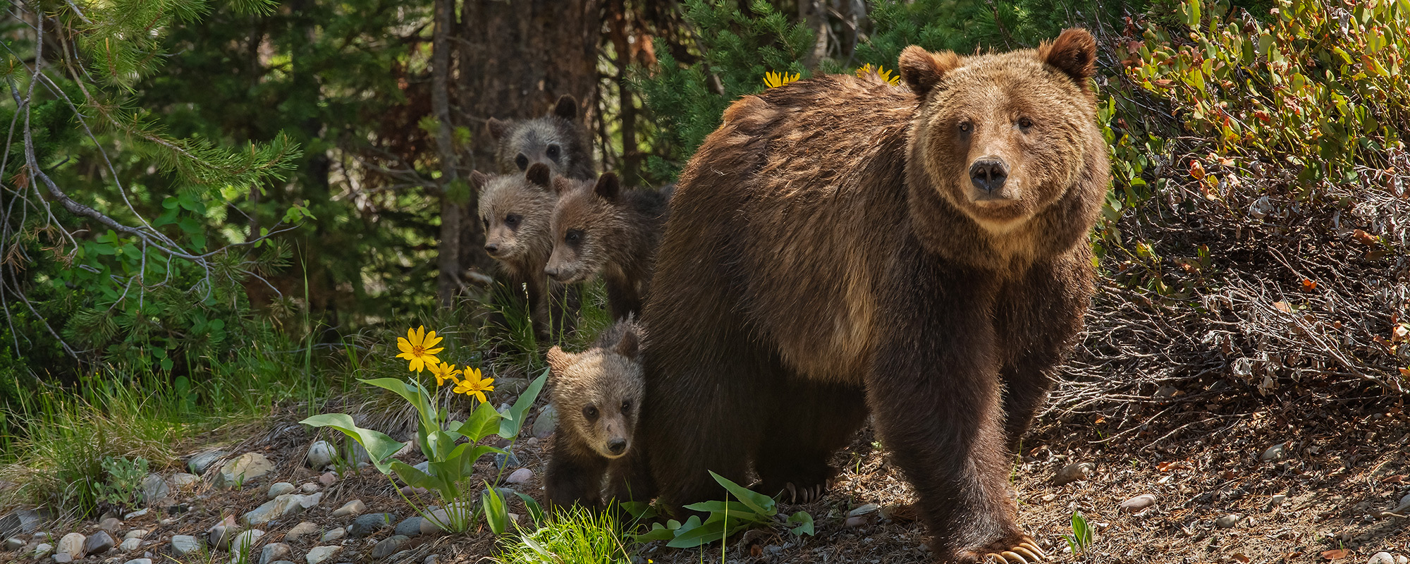 Grizzly 399 and Cubs next to flowers