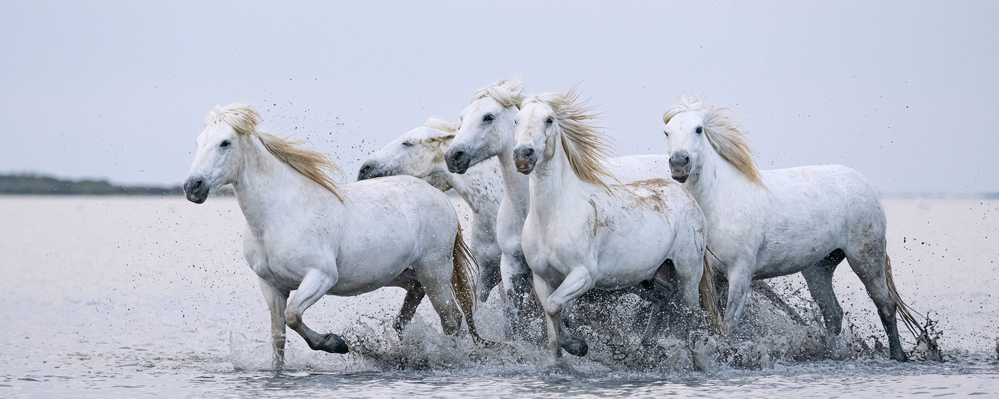 Wild Camargue Horses Fine art photography 