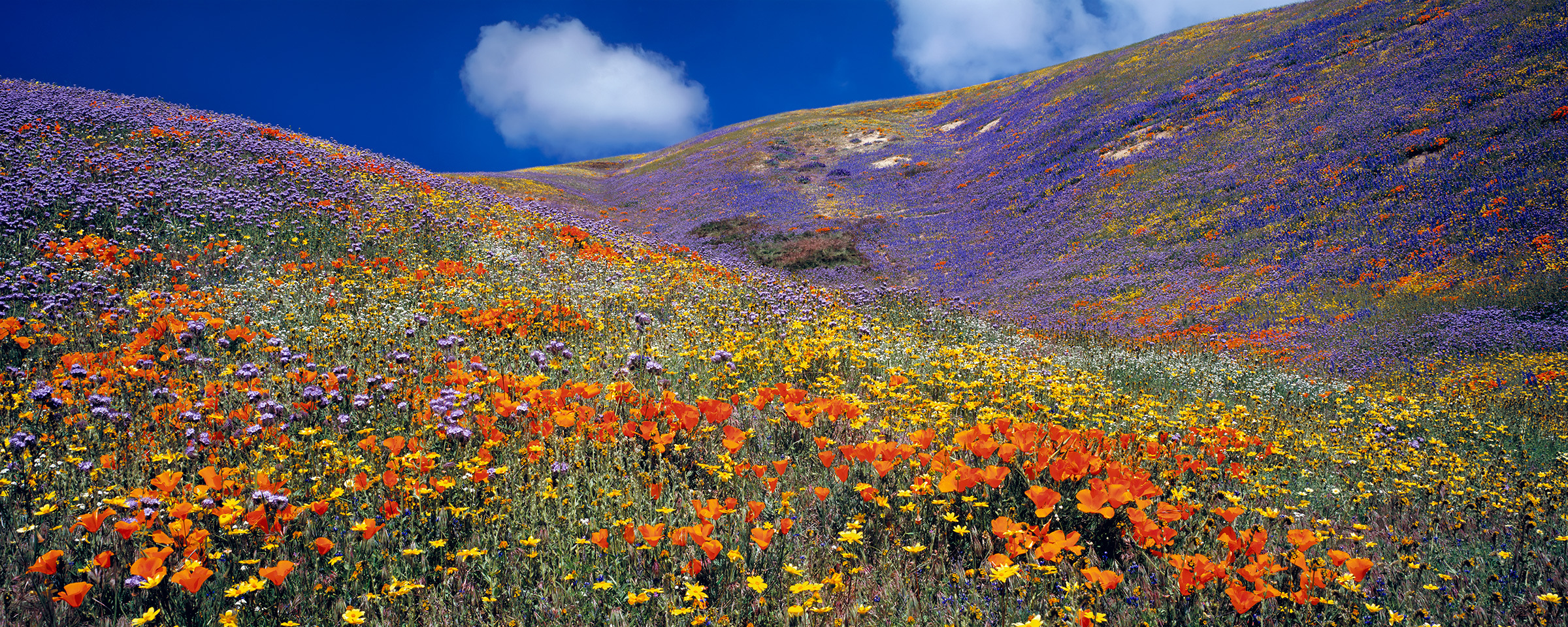 California hillside carpeted in wildflowers by Thomas D. Mangelsen
