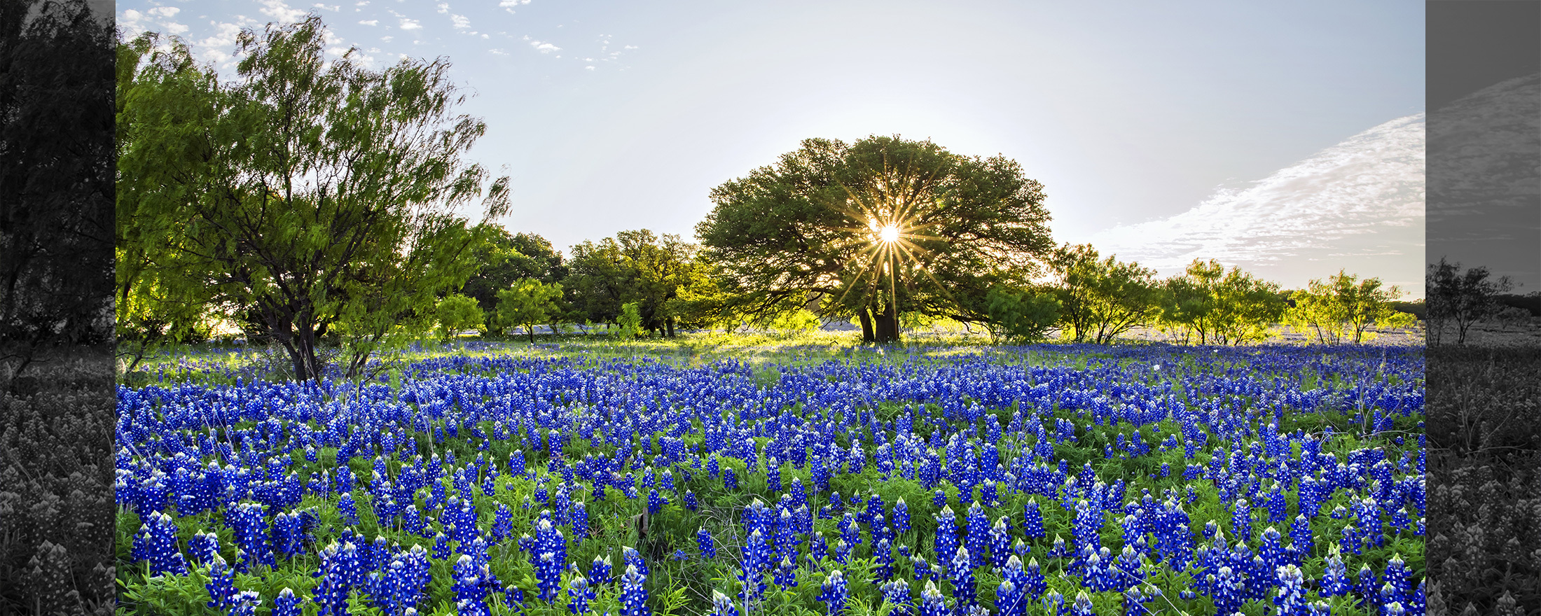 Mangelsen's fine art of Texas, bluebonnets