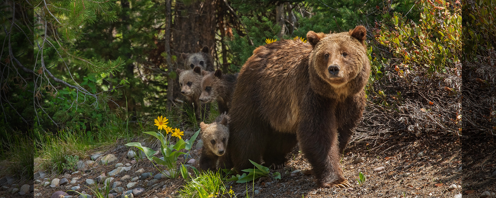 Grizzly 399 with four cubs and yellow flowers