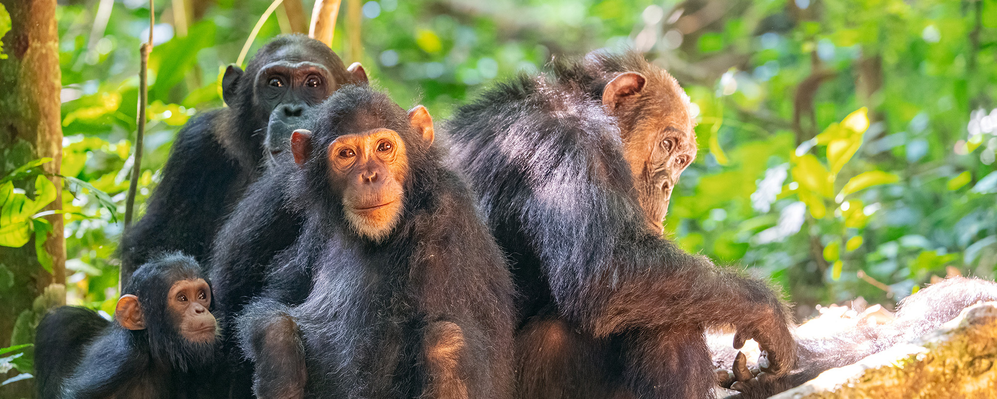 Family of chimpanzees from Gombe