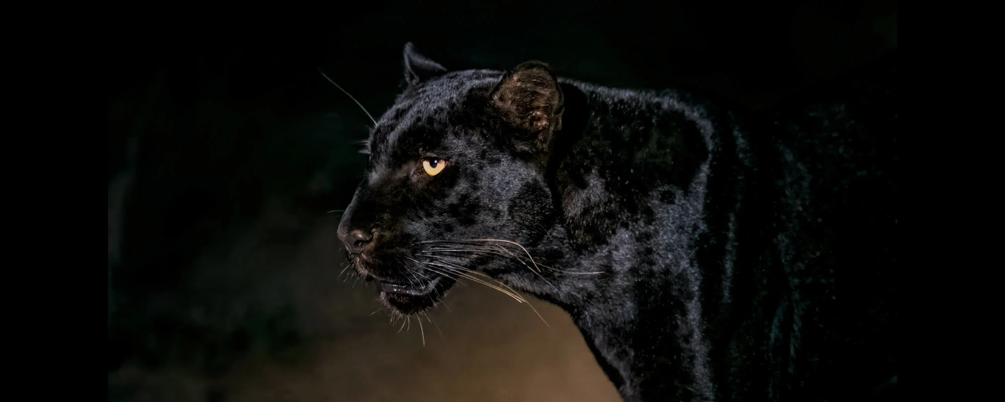 Rare black leopard by Thomas D. Mangelsen