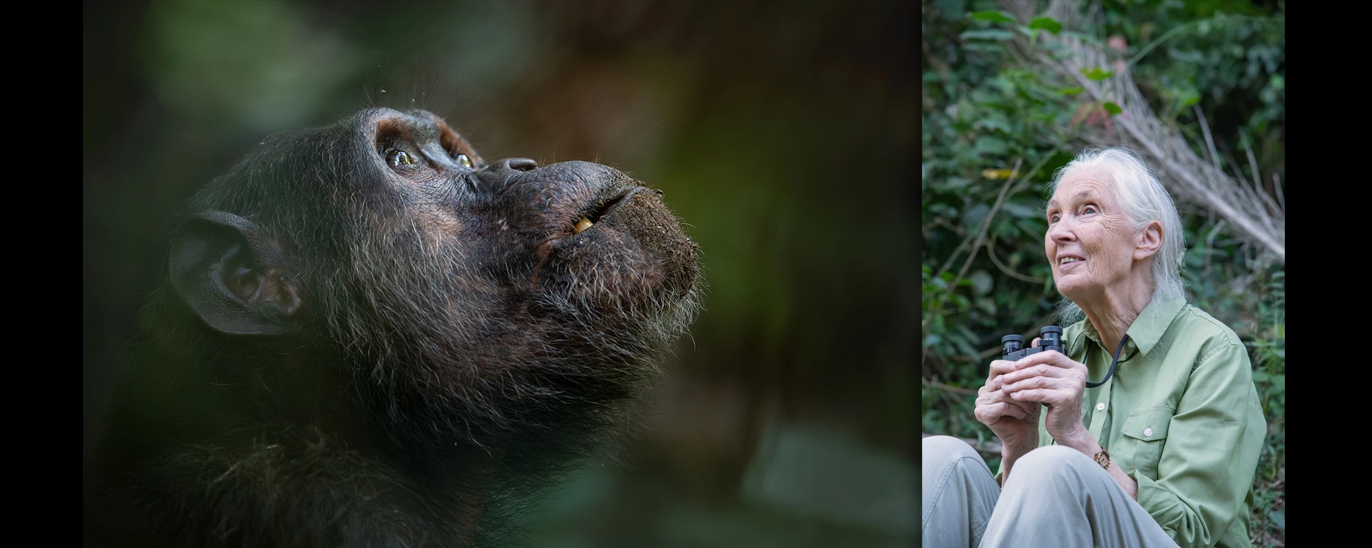 Mangelsen Remembering Jane Goodall