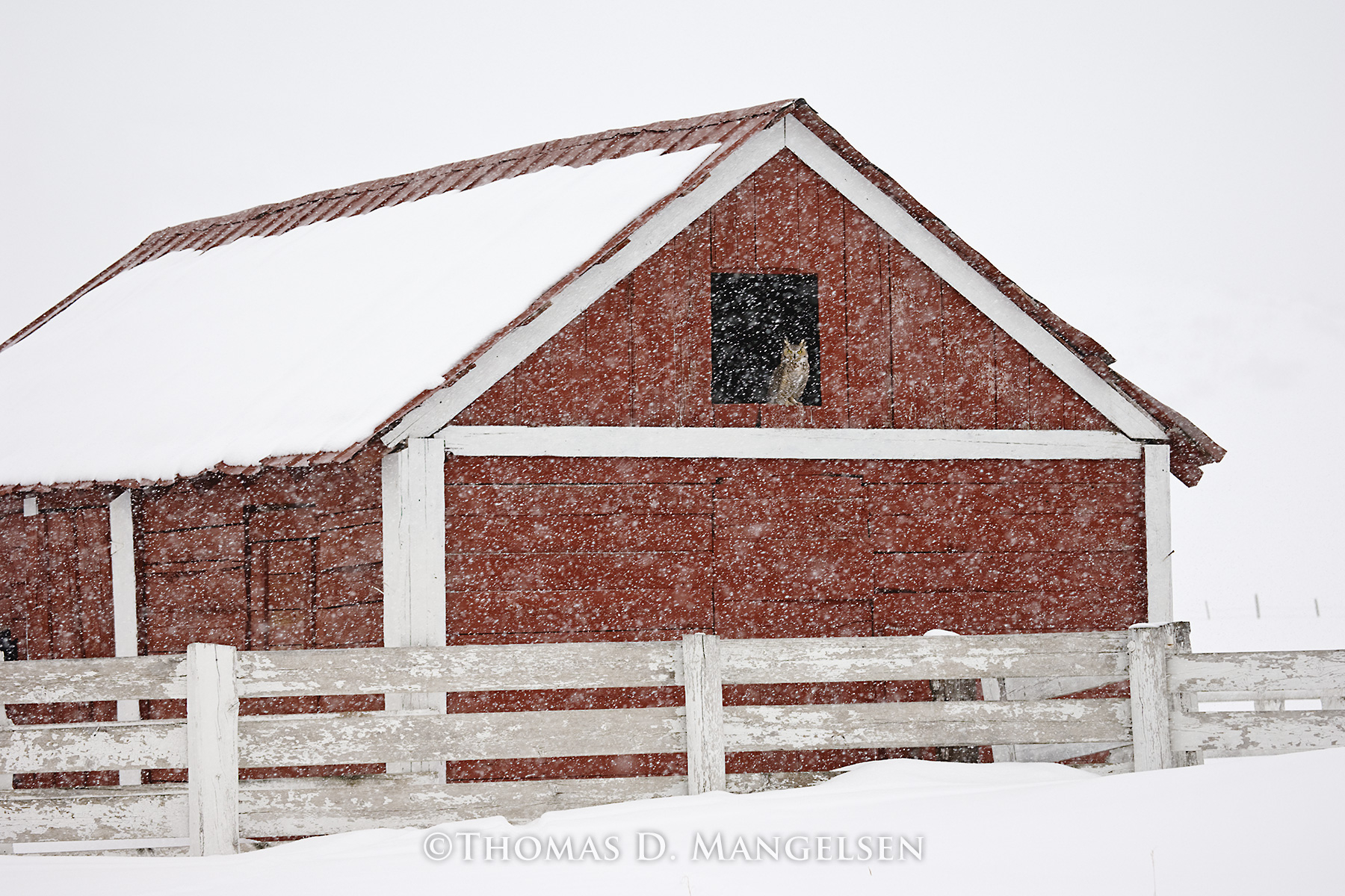Shelter from the Storm by Thomas D. Mangelsen