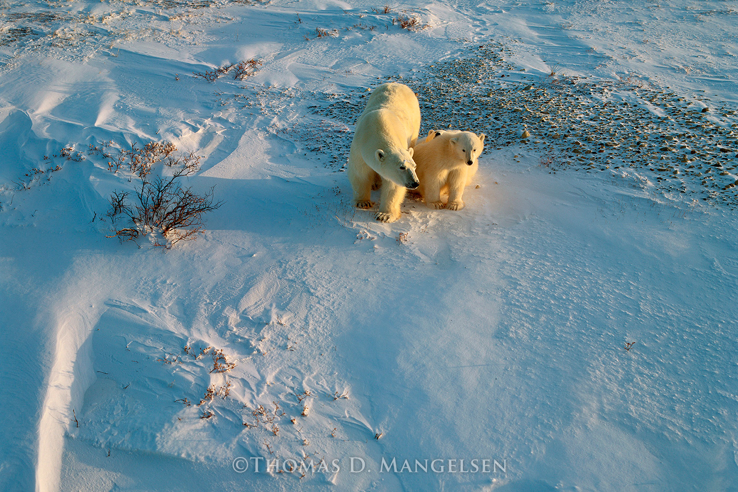 Mother's Shadow - Polar Bears by Thomas D. Mangelsen