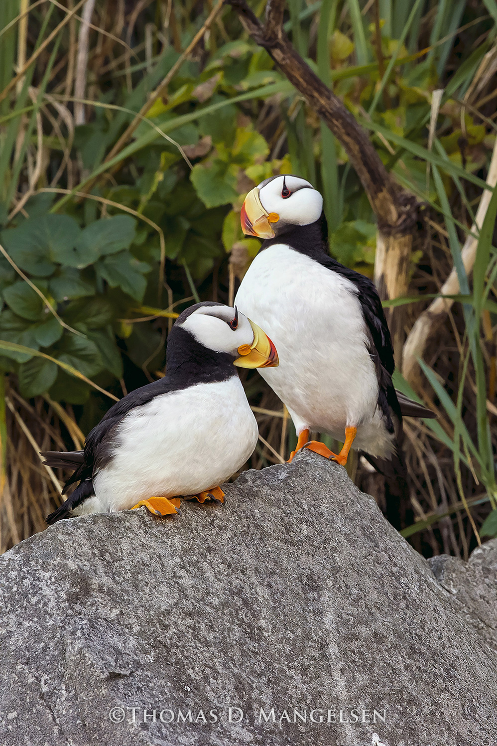 Puffin Magic by Thomas D. Mangelsen