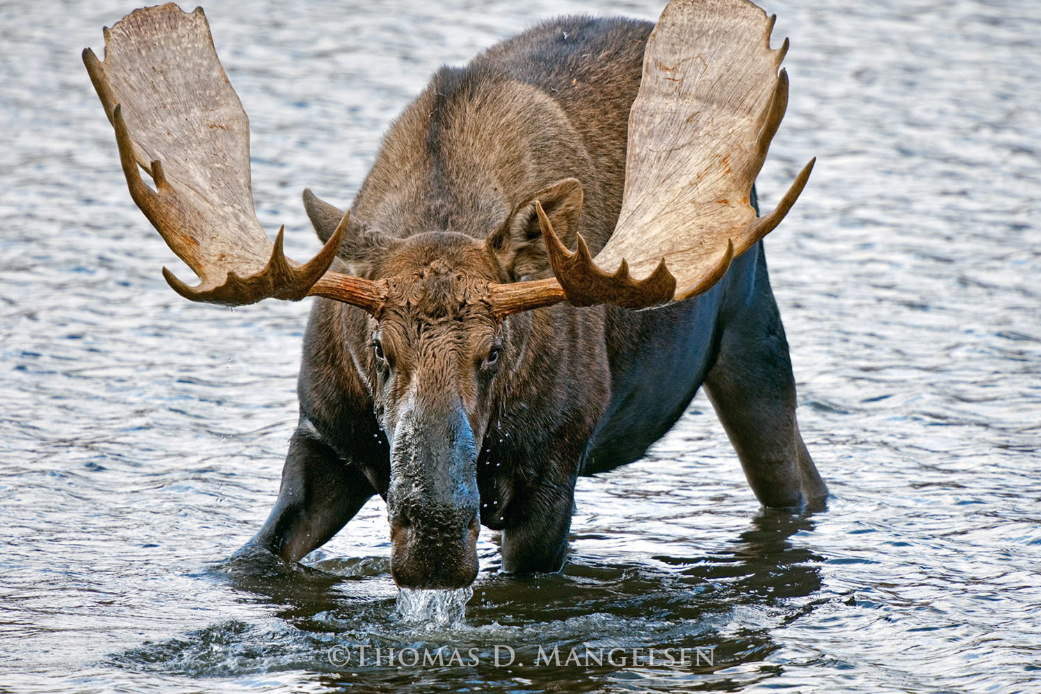 Bull moose living room wall art Thomas Mangelsen