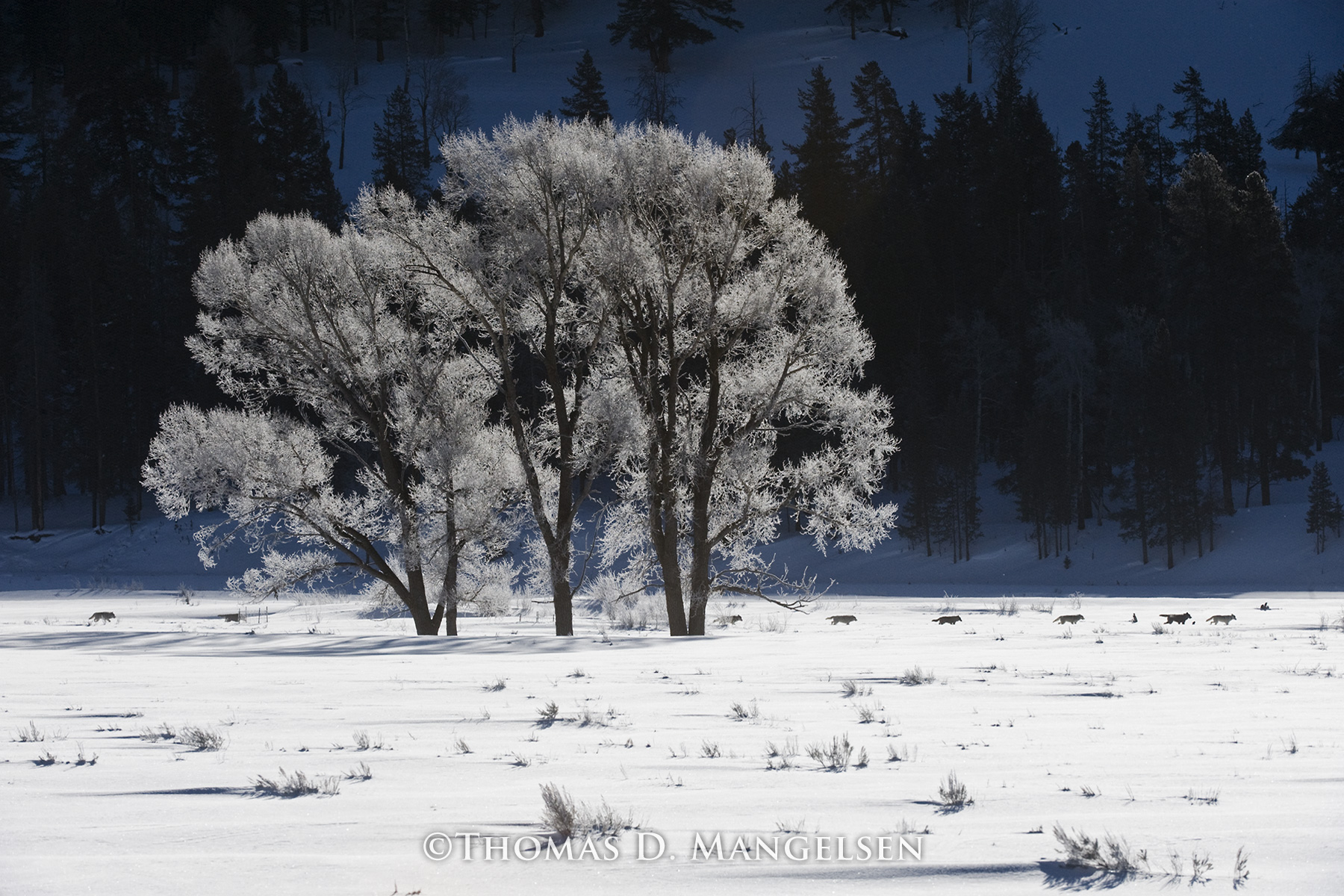 Frosty Morning Landscape with Trees and Sunshine · Free Stock Photo, image size:1800x1200