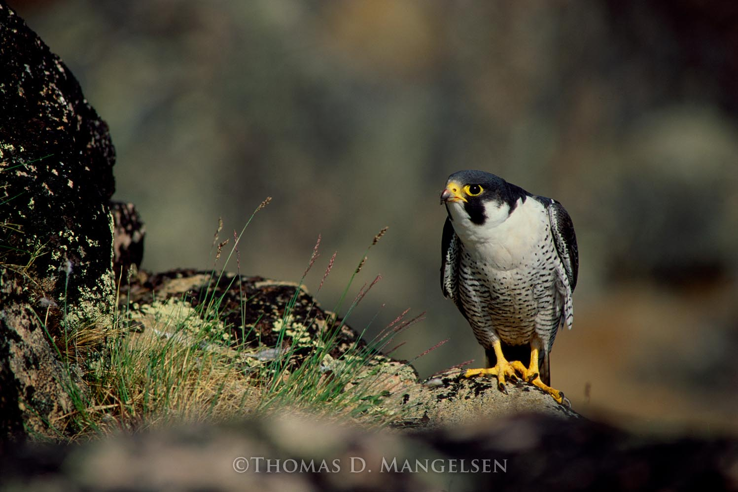Eye of the Falcon - Peregrine by Thomas D. Mangelsen