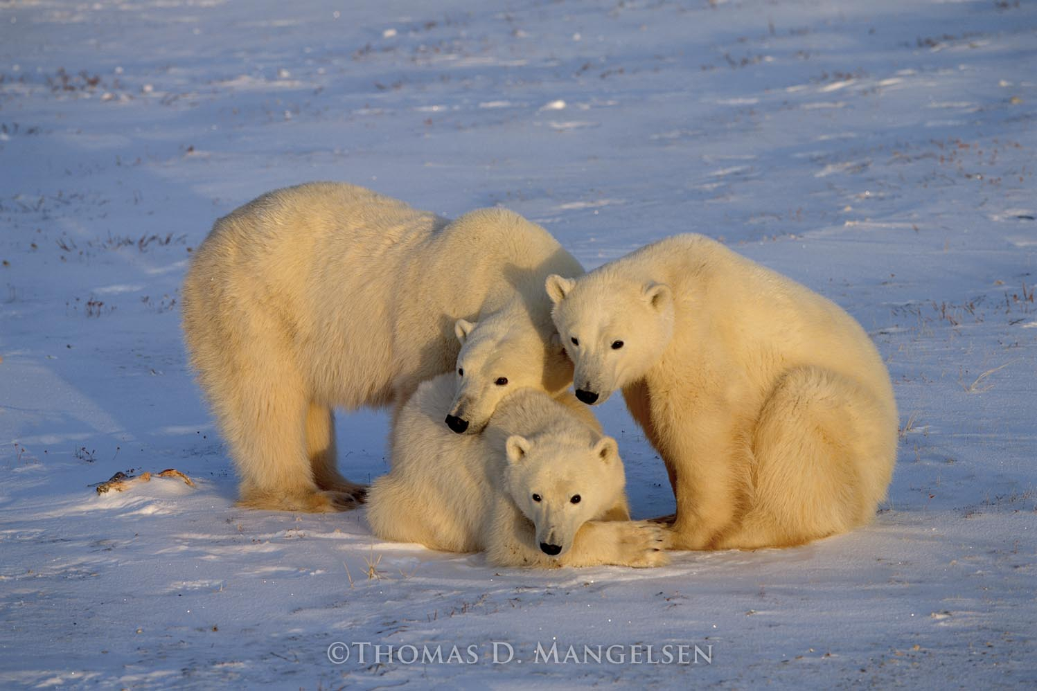 Winter Solace by Thomas D. Mangelsen