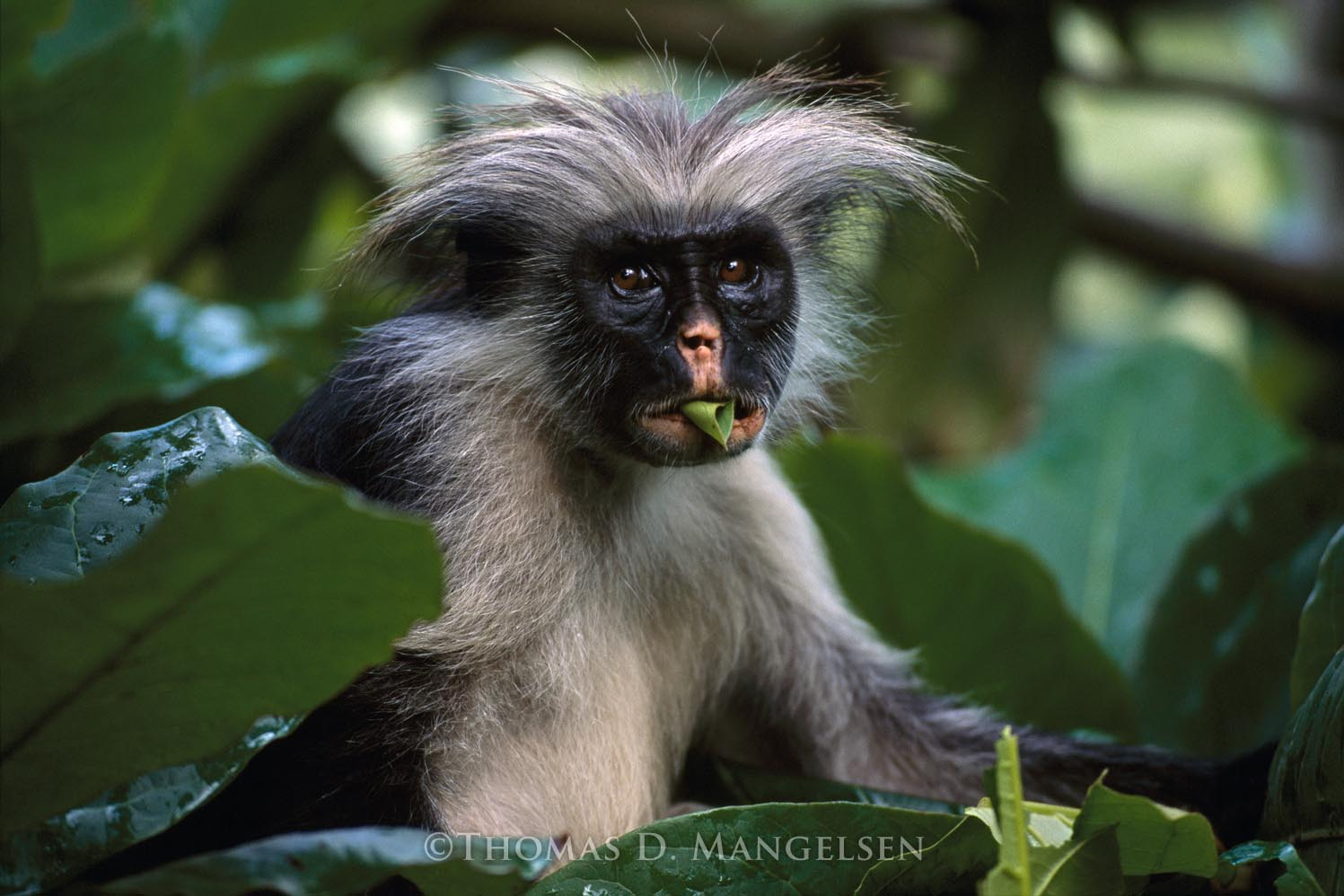 Forest Dweller - Red Colobus Monkey by Thomas D. Mangelsen