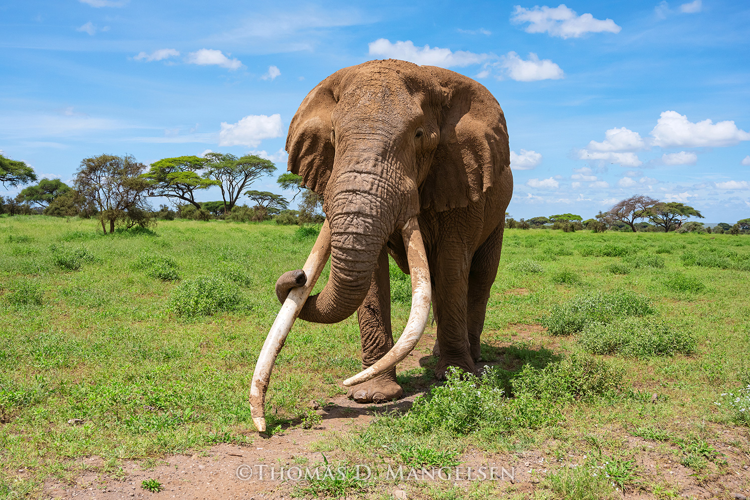 Tim: The Great Tusker of Amboseli by Thomas D. Mangelsen