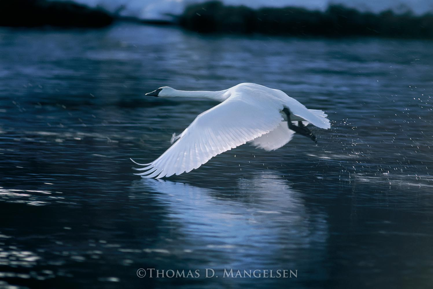 Wings of Light - Trumpeter Swan by Thomas D. Mangelsen