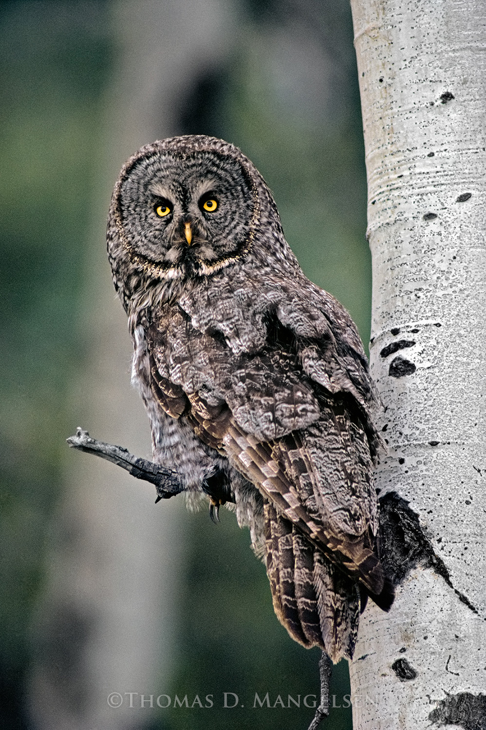 Great Gray Owl by Thomas D. Mangelsen
