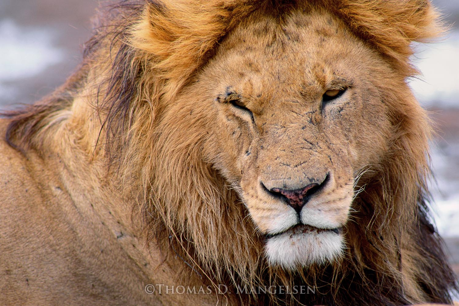 The Noble One - African Lion by Thomas D. Mangelsen