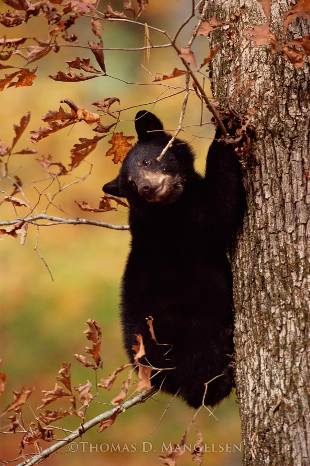 〜50s BLACK BEAR クルーザージャケット 2736wm__30848.1713405693.jpg?c=1