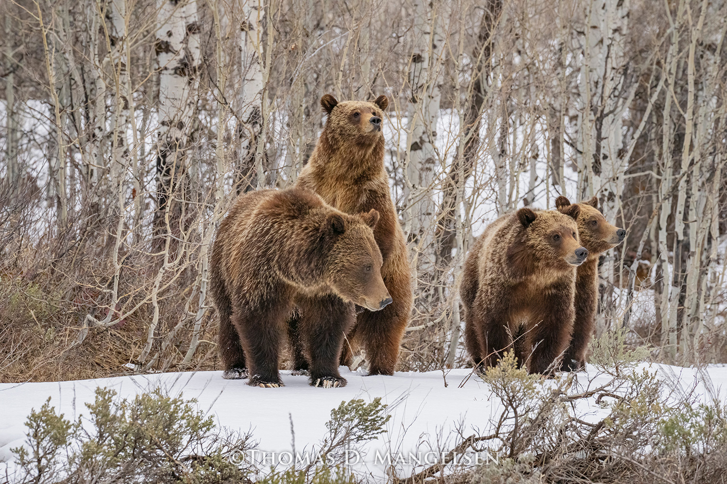 3344wm__92124.1718669225.jpg?c=1