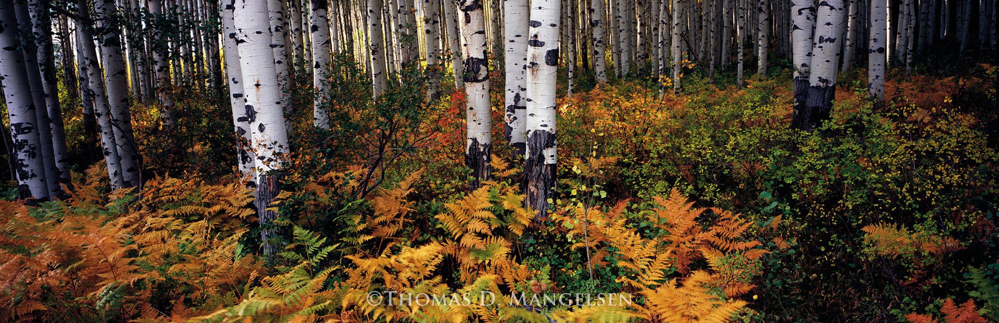 「Between Maple and Chestnut」写真集 Between Maple and Chestnut」写真集