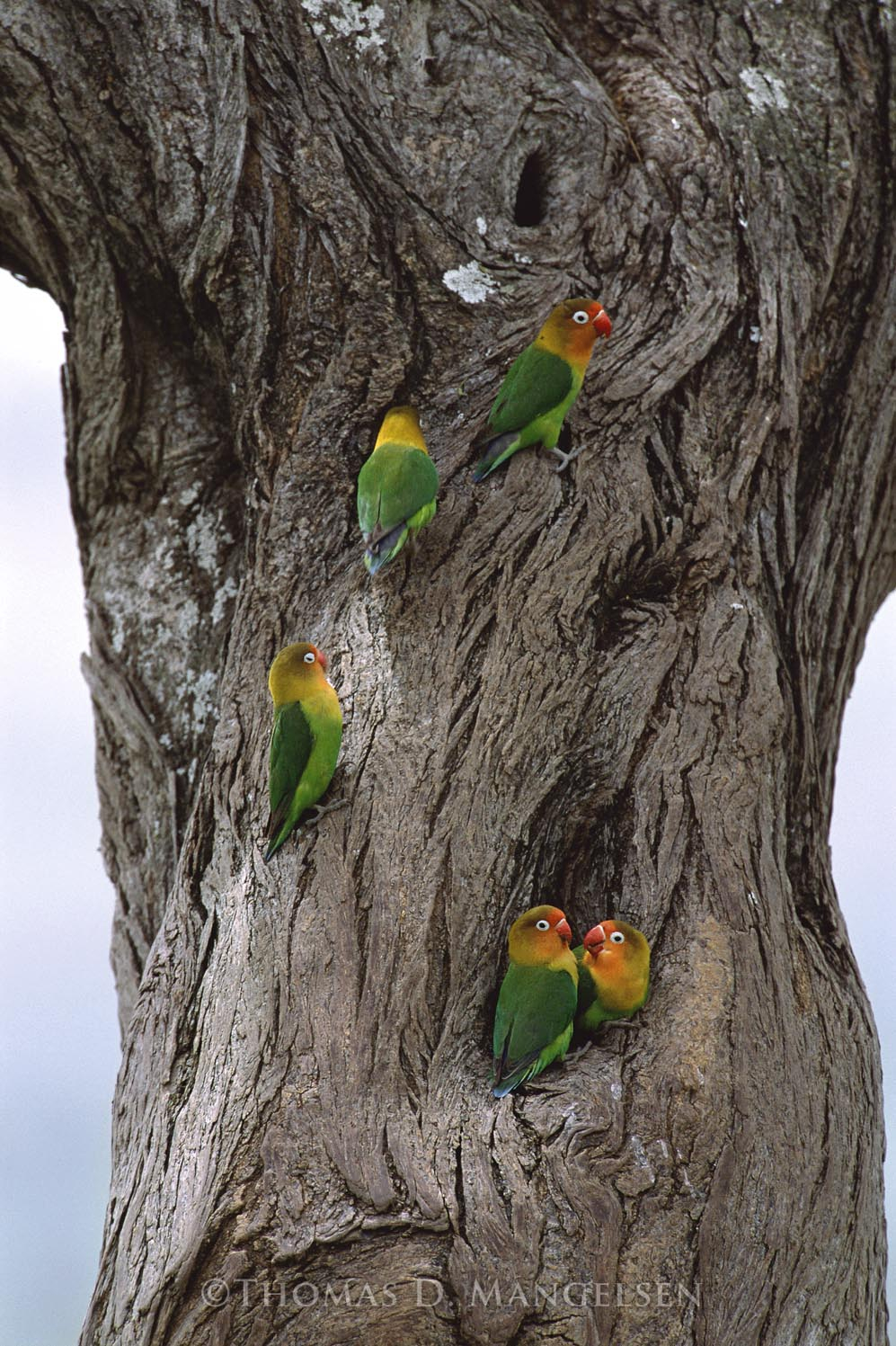 Love is for the Birds - Fischer Lovebirds by Thomas D. Mangelsen