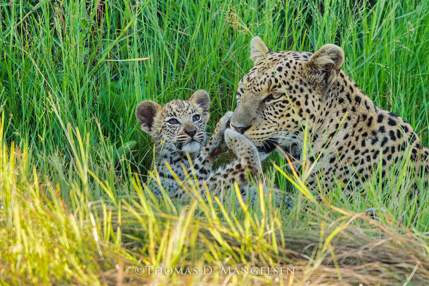 David cutler　mothers love 飾り絵 Mother leopard and cub wall art titled Mother's Love, Mangelsen