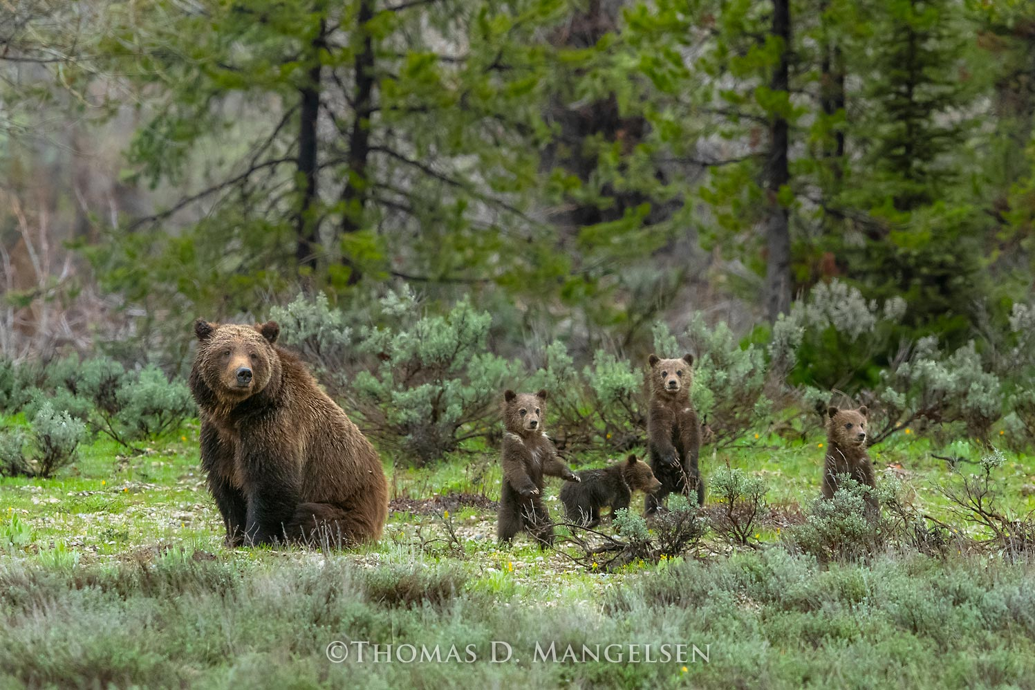 Four grizzly cubs Grizzly 399 wall art by Mangelsen
