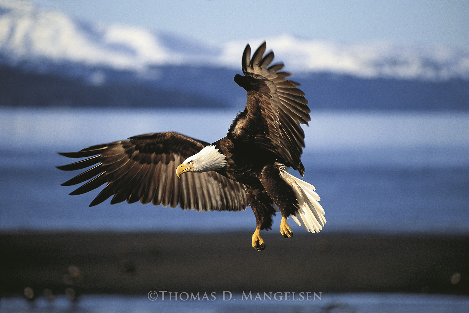 Into the Wind - Bald Eagle by Thomas D. Mangelsen