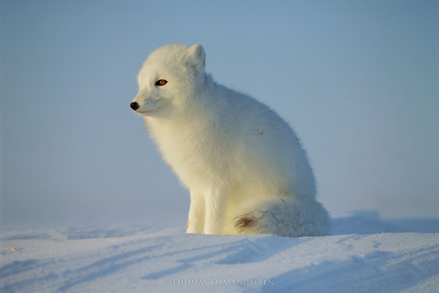 【中古】 Prince of Foxes AlfredNewman First Rays - Arctic Fox by Thomas D. Mangelsen