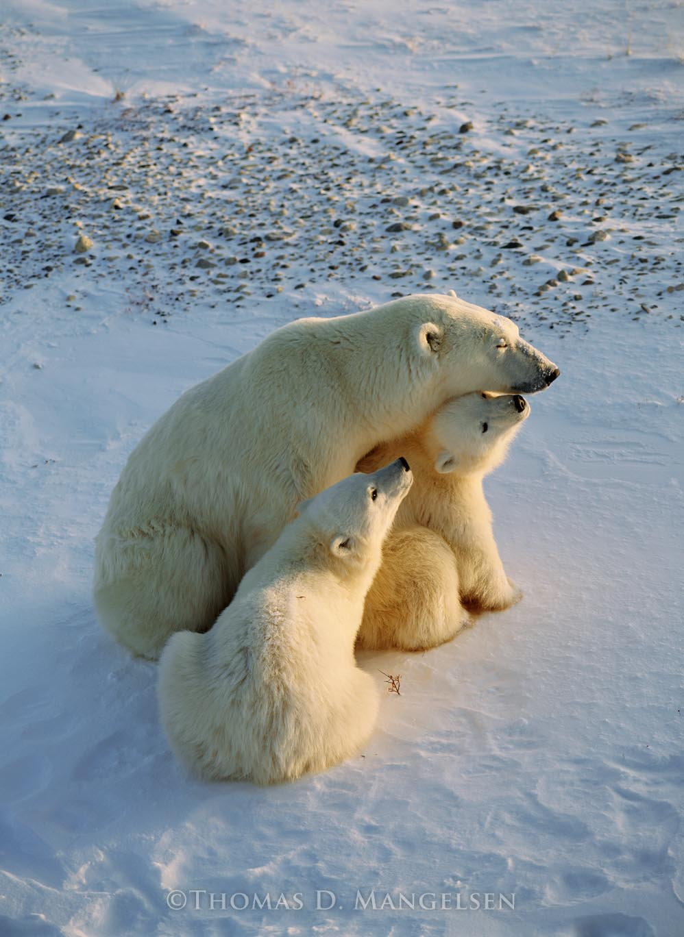 Mother's Love - Polar Bears by Thomas D. Mangelsen