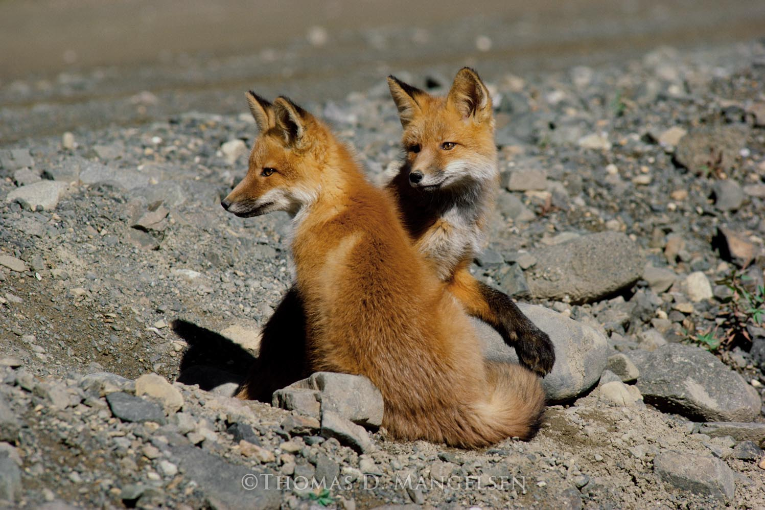Two Foxes by Thomas D. Mangelsen