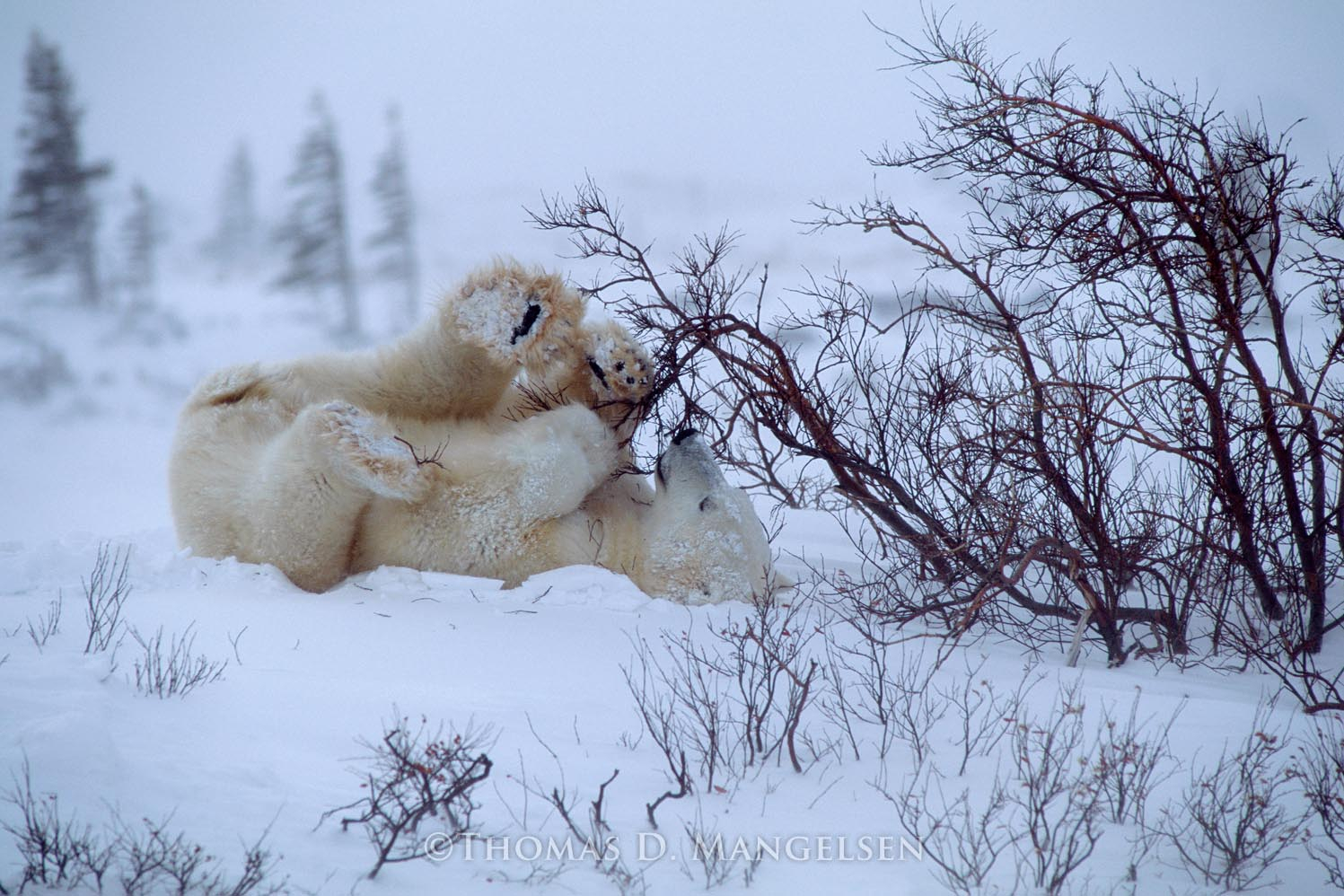 Polar Fun by Thomas D. Mangelsen