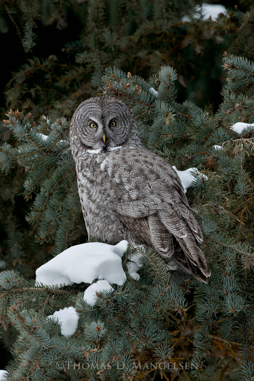Great gray owl room wall art Thomas D. Mangelsen