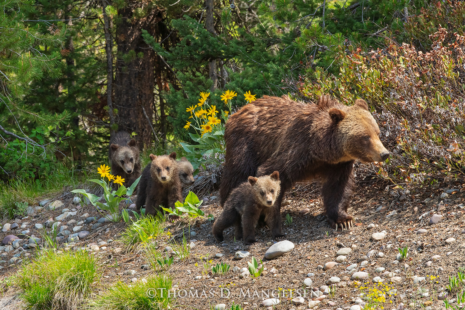 Momma grizzly bear with cubs wall art by Mangelsen