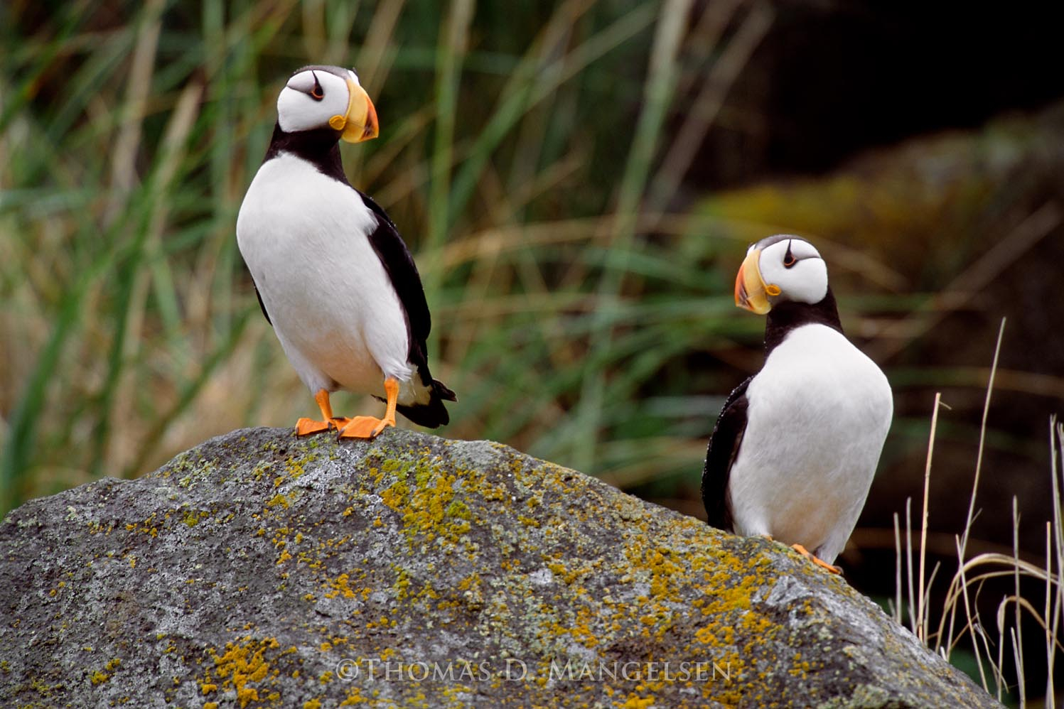 puffins　フラット加工 2746wm__05419.1713406053.jpg?c=1